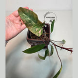 Live Indoor Plants
Variegated Plant