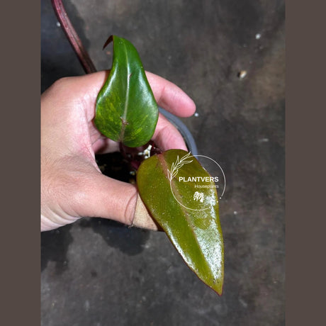 Variegated Philodendron Strawberry Shake Exact Live Plant - Rare Collector Plant - Gift Indoor Bright Pink - Exotic Plants - US Seller