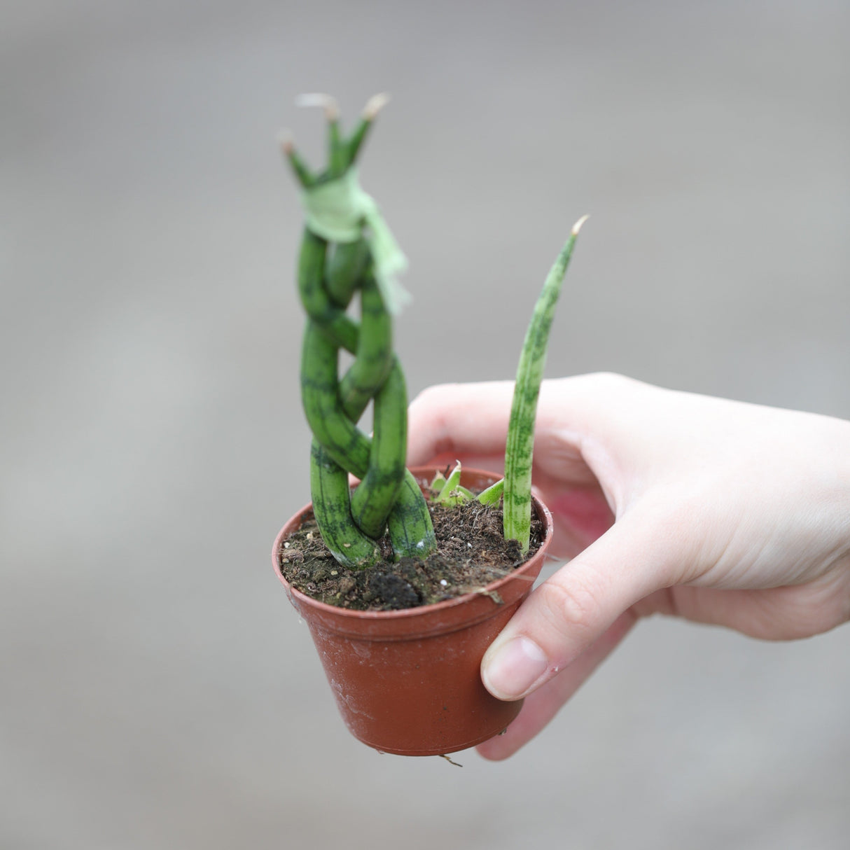 African Spear Braided Plant in a 2.5" Nursery Pot