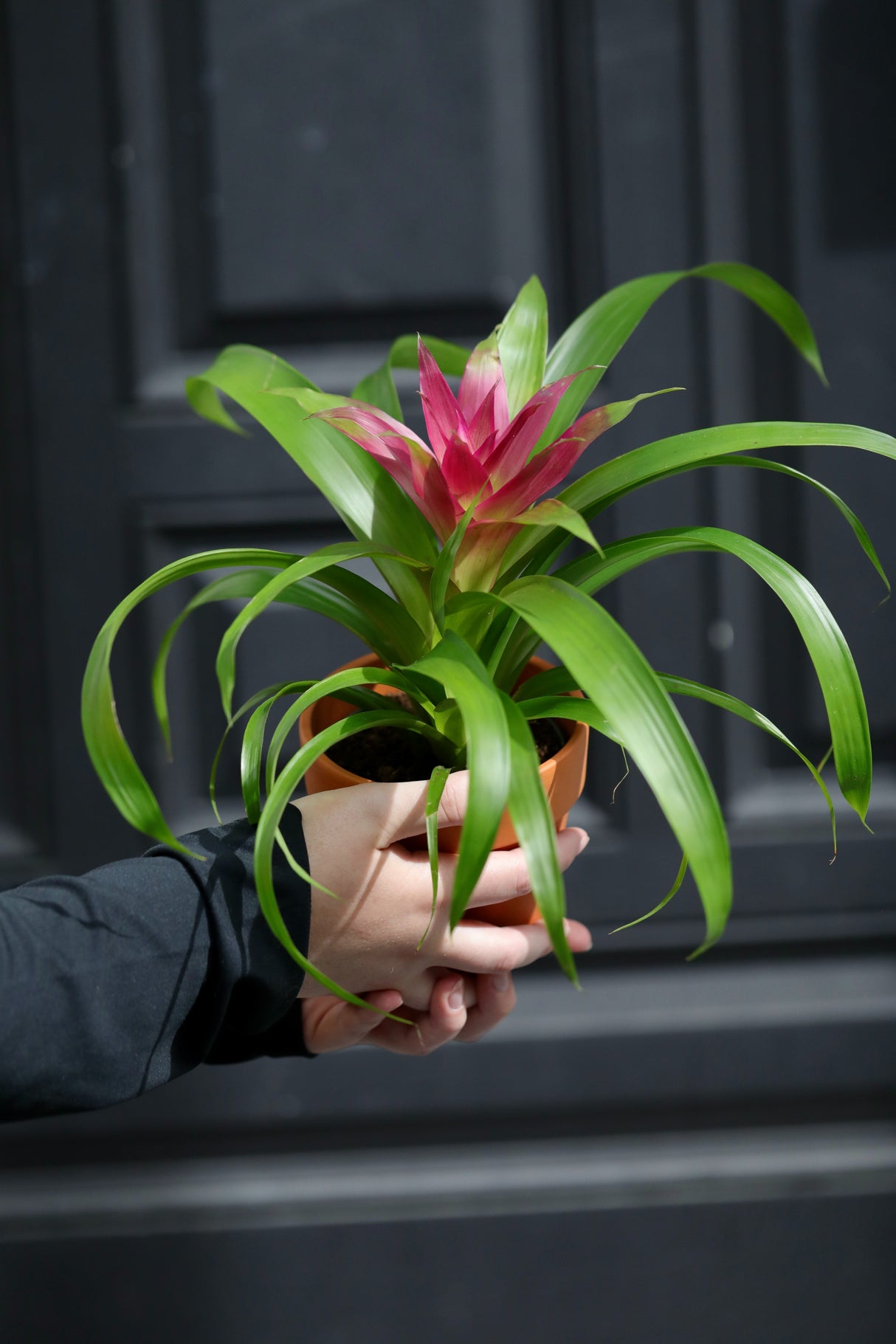 Bromeliad - Flowering Indoor Plant in a Nursery Pot - Houseplant with Flowers - New House Gift - Room Decor Live Plant - Gift Plant