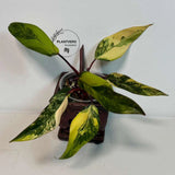 very rare plants
Rare Philodendron
Rooted Plant
