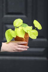 Lemon Lime Philodendron in a Nursery Pot