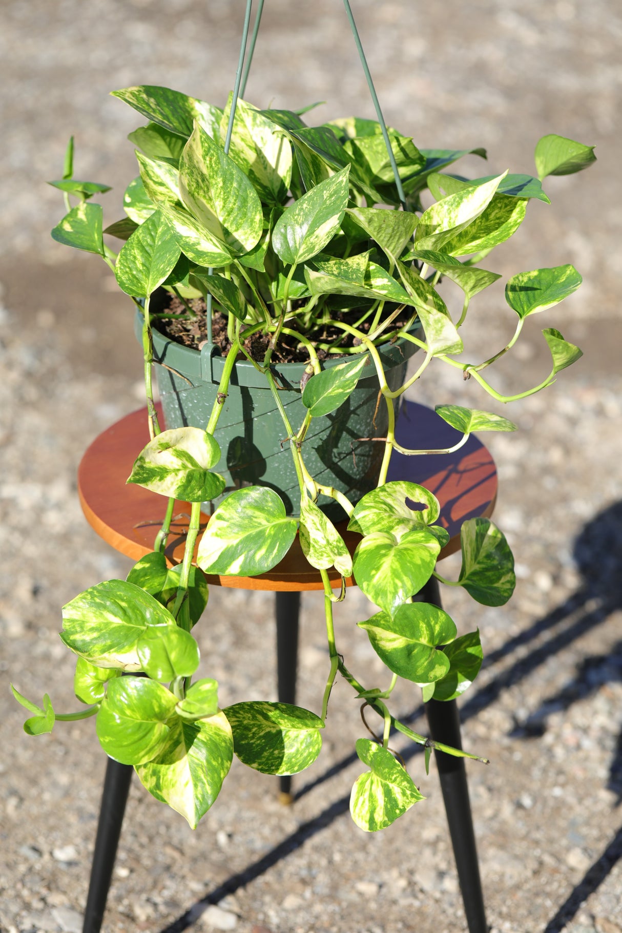 Golden Pothos in a 8" Hanging Basket - Epipremnum Aureum