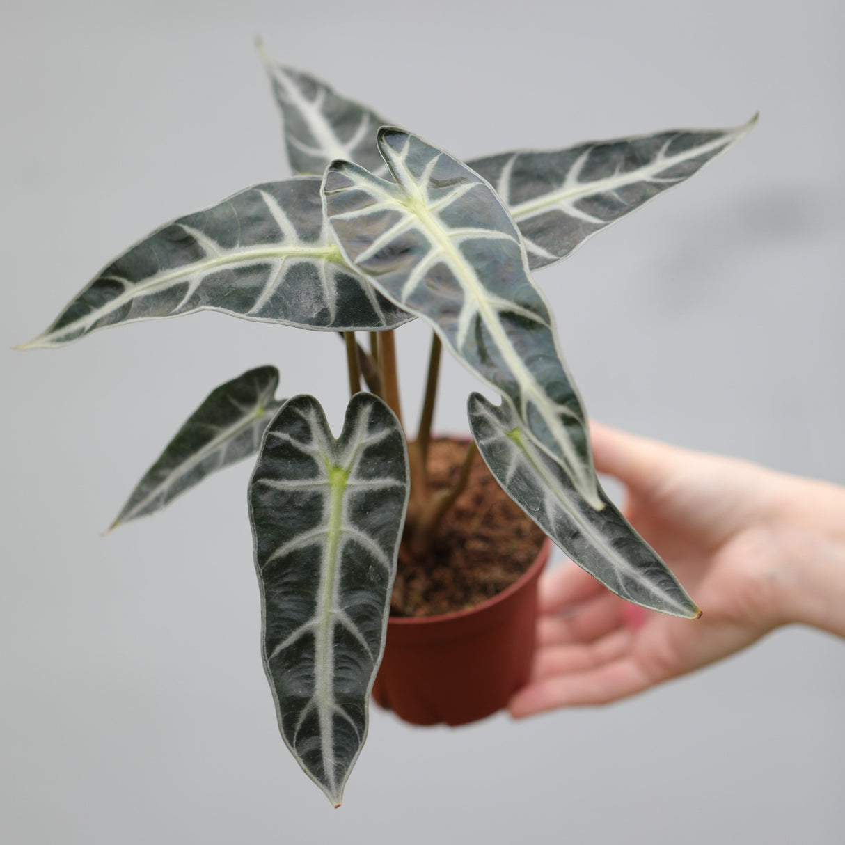 Alocasia Bambino Arrow in a 4" Nursery Pot