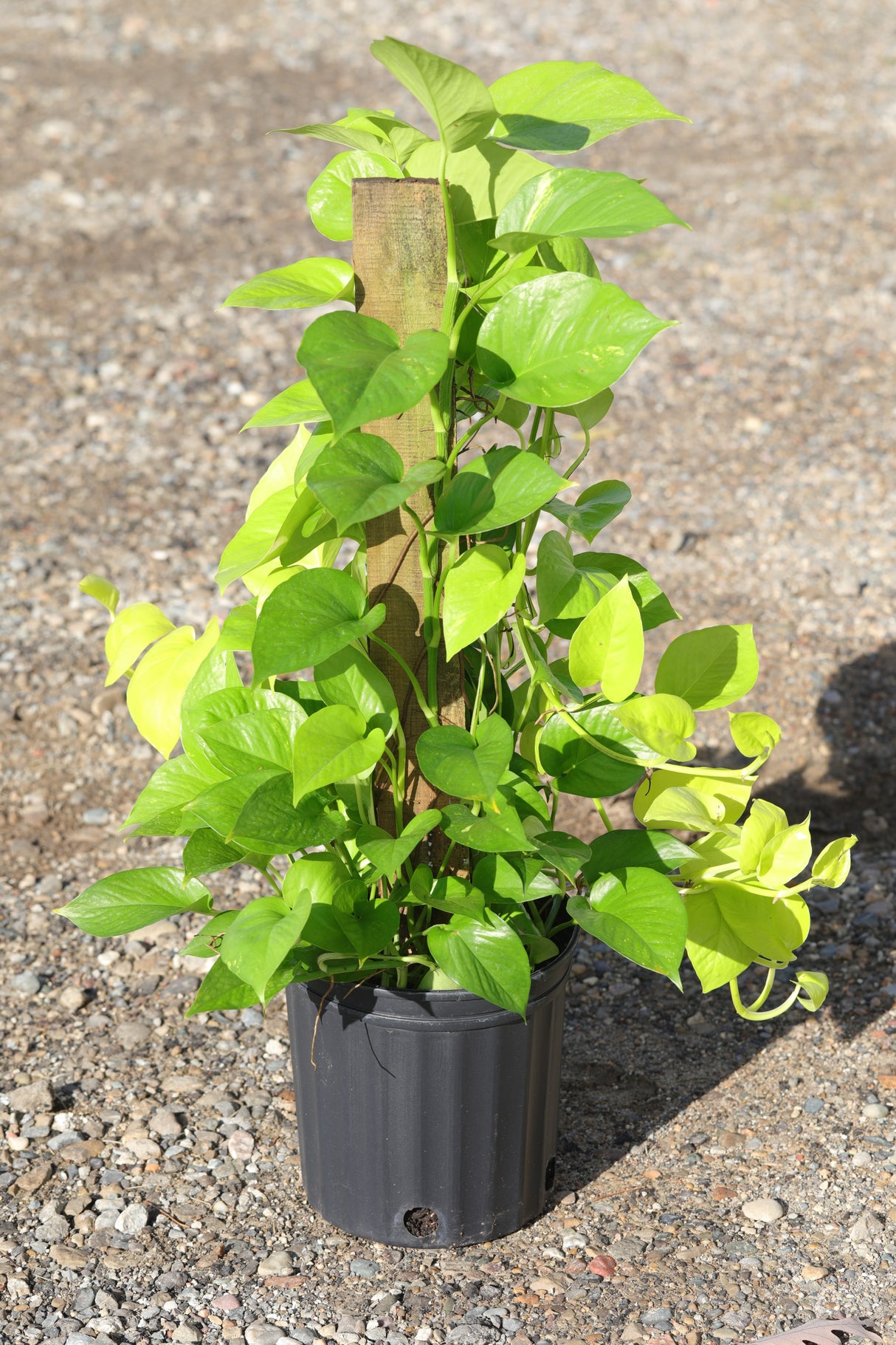 Golden Pothos & Neon Pothos Mix Totem in 10 “ Pot