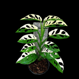 Variegated Monstera Adansonii Albo Swiss Cheese Live Plant | Half-Moon Variegated Adansonii | US Seller | Extremely Rare Collector Plant
