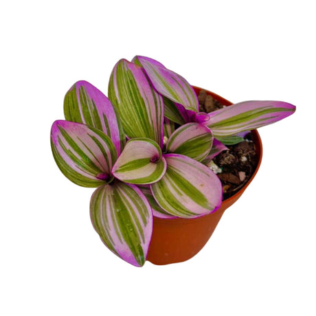 Rare Tradescantia Nanouk Lilac Plant | Rare Tradescantia Pot | Rare Pink Wandering Jew | Easy care hardy indoor houseplant in a nursery pot