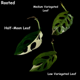 Variegated Monstera Adansonii Albo Swiss Cheese Live Plant | Half-Moon Variegated Adansonii | US Seller | Extremely Rare Collector Plant