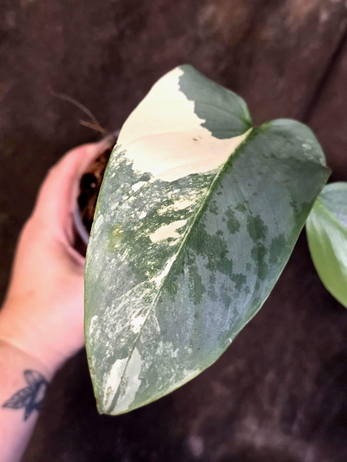 Philodendron Silver Sword Variegated - Rare Exact Plant - (June-21-68)