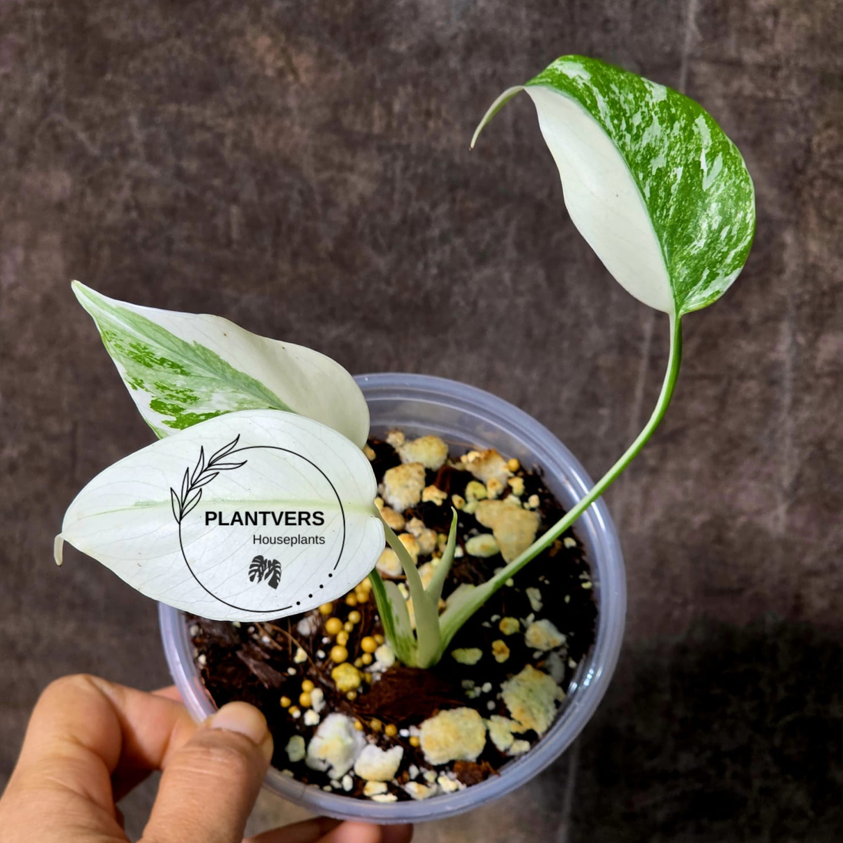 Rare Variegated Monstera Albo - White Albo Borsigiana EXACT Plant - Baby Leaf Plant - US Seller