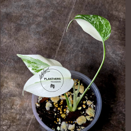Rare Variegated Monstera Albo - White Albo Borsigiana EXACT Plant - Baby Leaf Plant - US Seller
