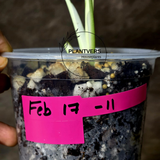 Rare Variegated Monstera Albo - White Albo Borsigiana EXACT Plant - Baby Leaf Plant - US Seller