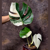Rare Variegated Monstera Albo - White Albo Borsigiana EXACT Plant - Large Form - US Seller