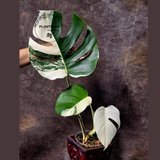 Rare Variegated Monstera Albo - White Albo Borsigiana EXACT Plant - Large Form - US Seller