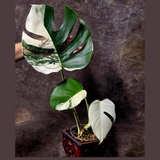 Rare Variegated Monstera Albo - White Albo Borsigiana EXACT Plant - Large Form - US Seller