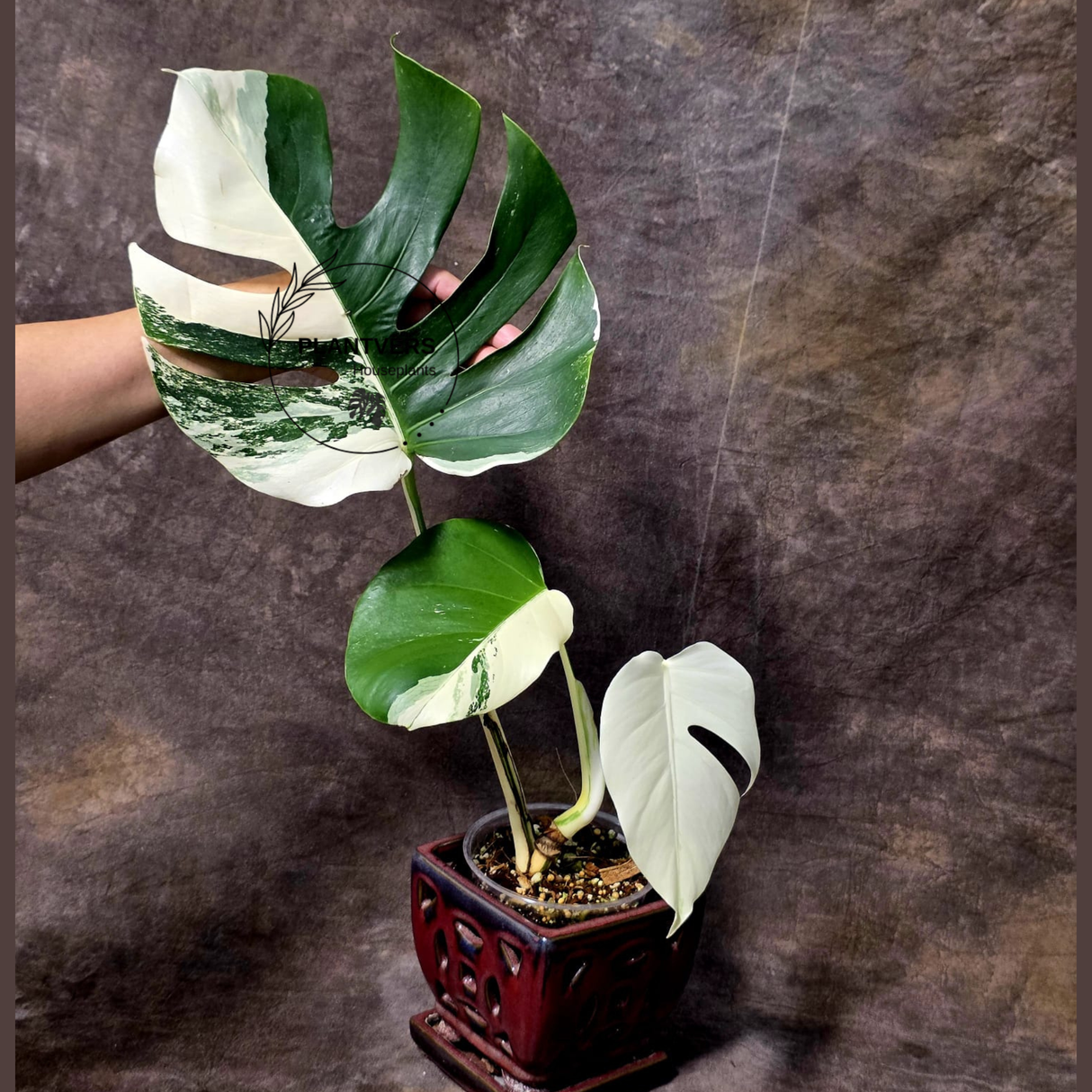 Rare Variegated Monstera Albo - White Albo Borsigiana EXACT Plant - Large Form - US Seller