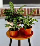 Rare Calathea Lancifolia