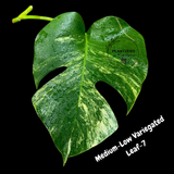 Monstera Borsigiana Aurea Variegated Cutting - Monstera Aurea Variegata - Monstera Marmota Cuts - Grower's Choice - US Seller