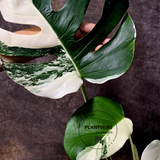 Rare Variegated Monstera Albo - White Albo Borsigiana EXACT Plant - Large Form - US Seller