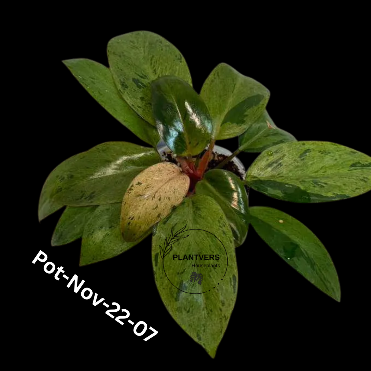 Philodendron Red Congo Variegated Live Plant - Dwarf Red Congo Indoor Outdoor Gardening Super Rare Plants - Hard to Come By - US Seller