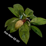 Philodendron Red Congo Variegated Live Plant - Dwarf Red Congo Indoor Outdoor Gardening Super Rare Plants - Hard to Come By - US Seller