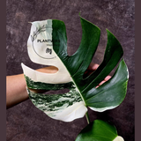 Rare Variegated Monstera Albo - White Albo Borsigiana EXACT Plant - Large Form - US Seller