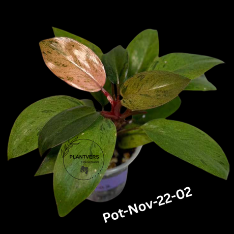 Philodendron Red Congo Variegated Live Plant - Dwarf Red Congo Indoor Outdoor Gardening Super Rare Plants - Hard to Come By - US Seller