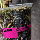 Rare Variegated Monstera Albo - White Albo Borsigiana EXACT Plant - Large Form - US Seller