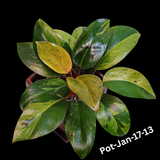 Philodendron Red Congo Variegated Live Plant - Dwarf Red Congo Indoor Outdoor Gardening Super Rare Plants - Hard to Come By - US Seller