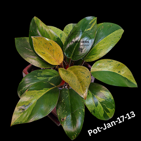 Philodendron Red Congo Variegated Live Plant - Dwarf Red Congo Indoor Outdoor Gardening Super Rare Plants - Hard to Come By - US Seller