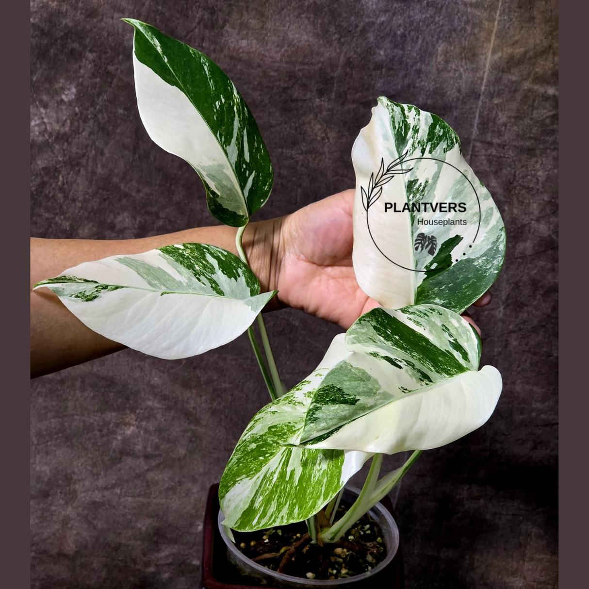 Rare Variegated Monstera Albo - White Albo Borsigiana EXACT Plant - Large Form - US Seller