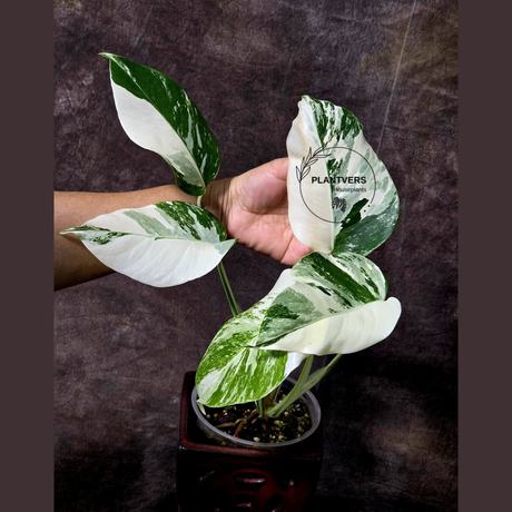 Rare Variegated Monstera Albo - White Albo Borsigiana EXACT Plant - Large Form - US Seller