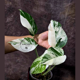 Rare Variegated Monstera Albo - White Albo Borsigiana EXACT Plant - Large Form - US Seller