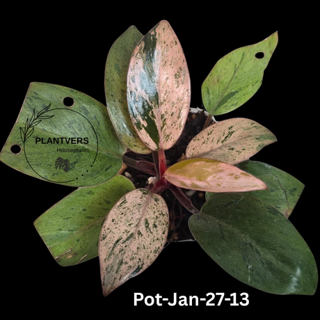 Philodendron Red Congo Variegated Live Plant - Dwarf Red Congo Indoor Outdoor Gardening Super Rare Plants - Hard to Come By - US Seller