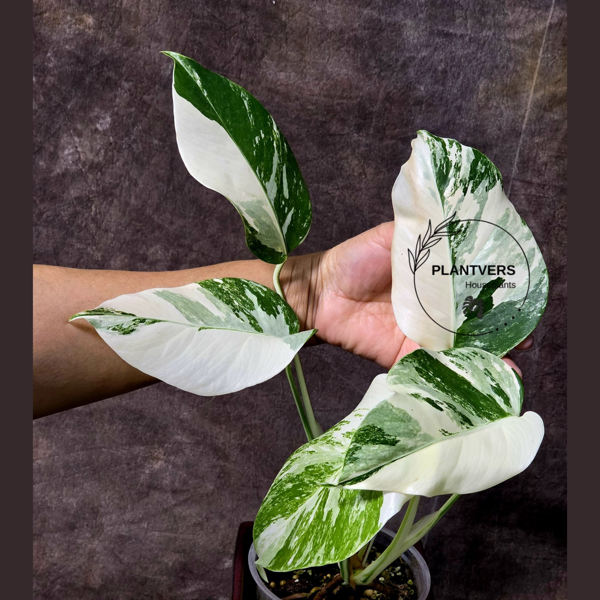 Rare Variegated Monstera Albo - White Albo Borsigiana EXACT Plant - Large Form - US Seller