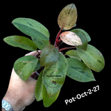 Philodendron Red Congo Variegated Live Plant - Dwarf Red Congo Indoor Outdoor Gardening Super Rare Plants - Hard to Come By - US Seller