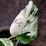 Rare Variegated Monstera Albo - White Albo Borsigiana EXACT Plant - Large Form - US Seller