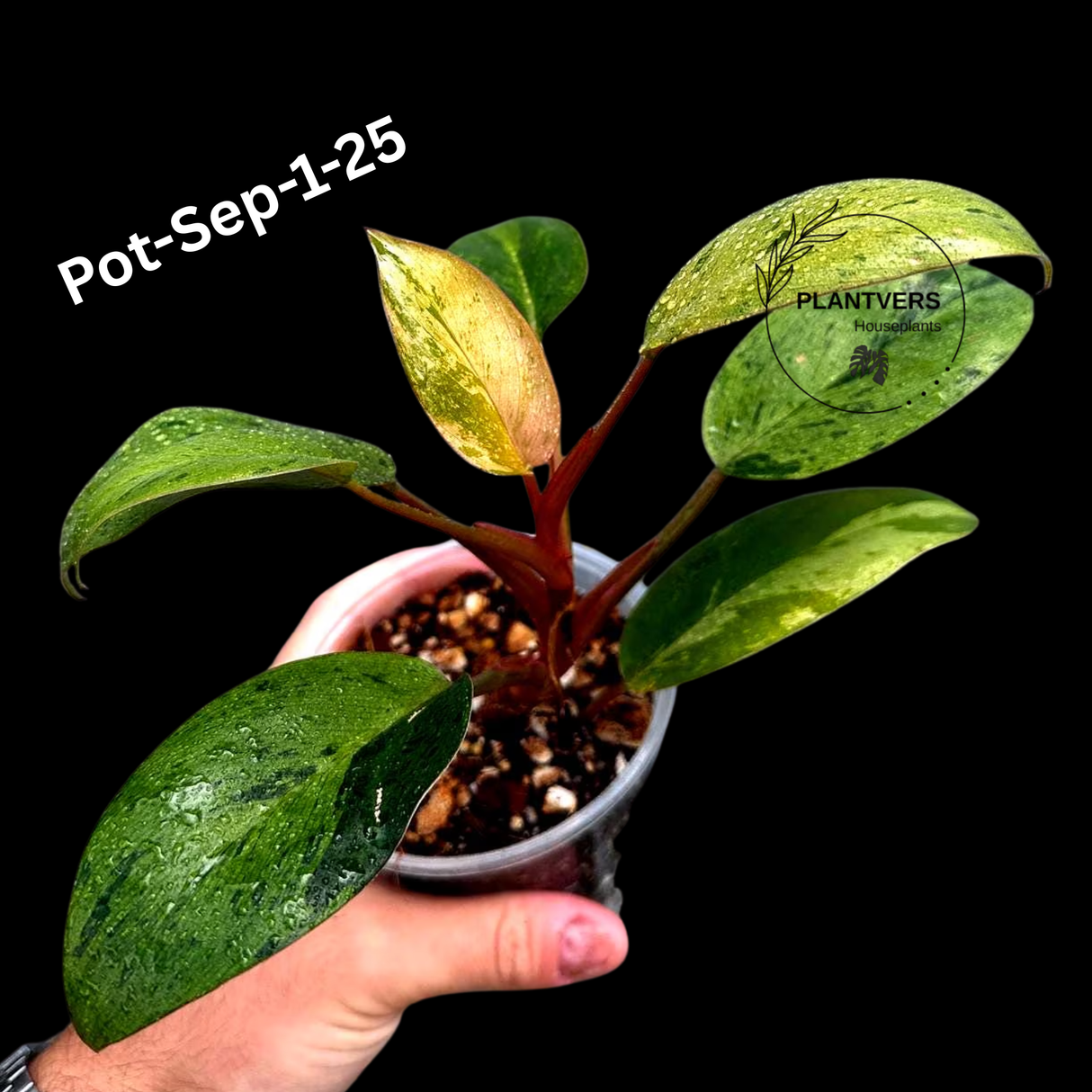 Philodendron Red Congo Variegated Live Plant - Dwarf Red Congo Indoor Outdoor Gardening Super Rare Plants - Hard to Come By - US Seller