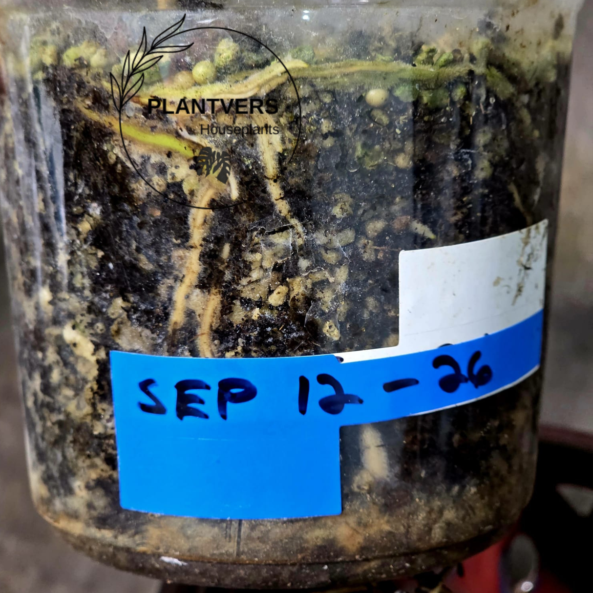 Rare Variegated Monstera Albo - White Albo Borsigiana EXACT Plant - Large Form - US Seller