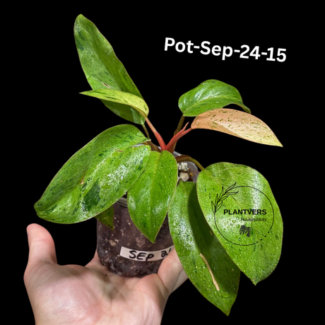 Philodendron Red Congo Variegated Live Plant - Dwarf Red Congo Indoor Outdoor Gardening Super Rare Plants - Hard to Come By - US Seller