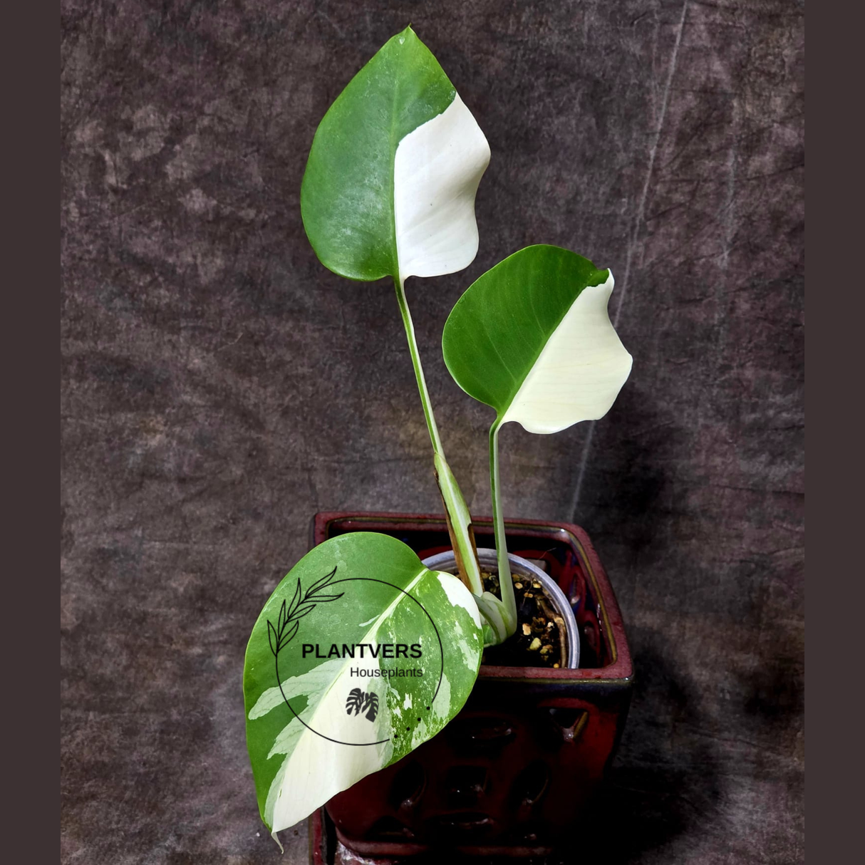 Rare Variegated Monstera Albo - White Albo Borsigiana EXACT Plant - Half-Moon Leaf - US Seller