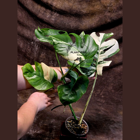 Variegated Monstera Albo - Rare Collector White Monstera Albo Borsigiana - EXACT Plant - US Seller