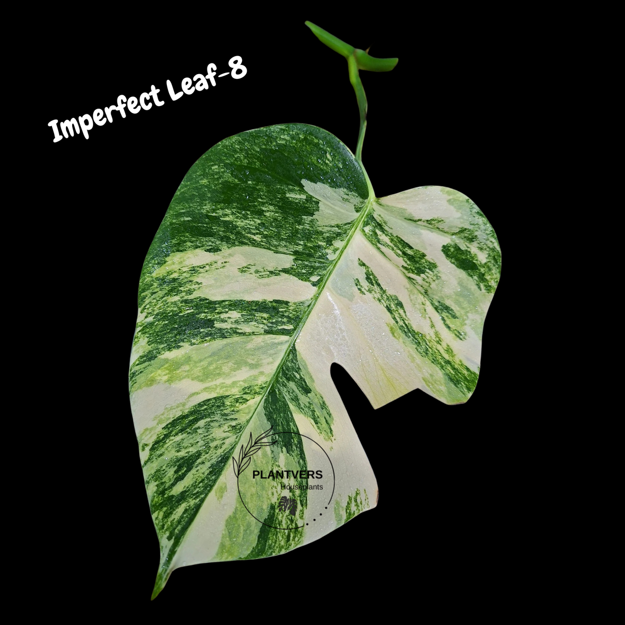 Monstera Borsigiana Aurea Variegated Cutting - Monstera Aurea Variegata - Monstera Marmota Cuts - Grower's Choice - US Seller