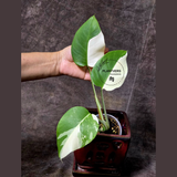 Rare Variegated Monstera Albo - White Albo Borsigiana EXACT Plant - Half-Moon Leaf - US Seller