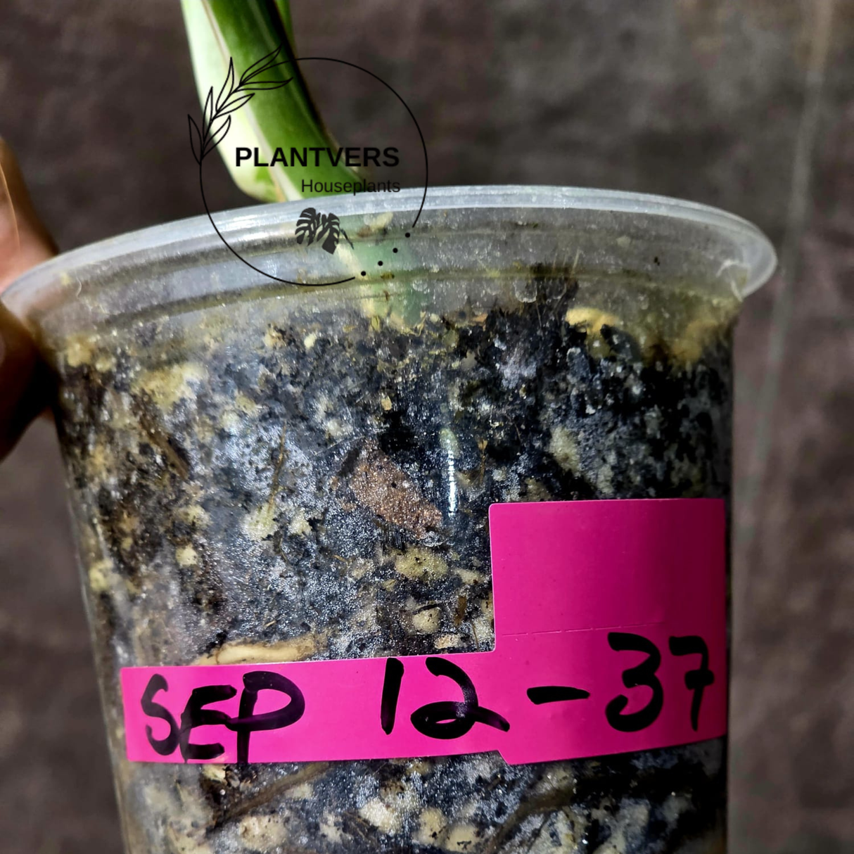 Rare Variegated Monstera Albo - White Albo Borsigiana EXACT Plant - Half-Moon Leaf - US Seller