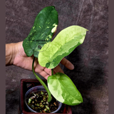 Variegated Syngonium Chiapense Albo Live Plant - Unique Leaves Beautiful Plant - Stunning Aroid with White Variegation-SAME Plant -US Seller