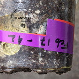 Variegated Syngonium Chiapense Albo Live Plant - Unique Leaves Beautiful Plant - Stunning Aroid with White Variegation-SAME Plant -US Seller