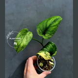 Scindapsus Jade Satin Variegated Plant in a Nursery Pot  - Rare Tropical - EXACT Plant - US Seller