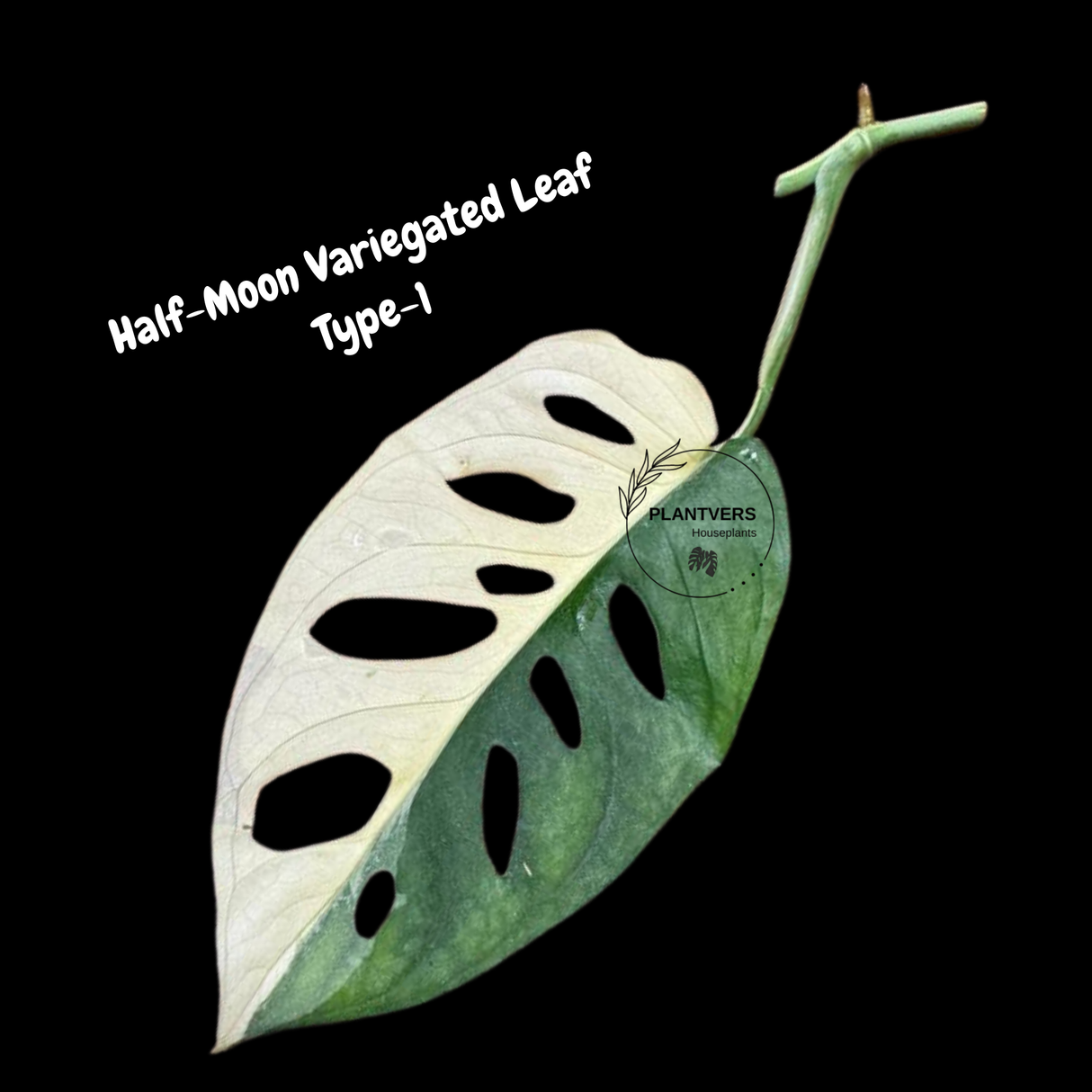 Monstera Adansonii Albo Variegated Swiss Cheese Premium Half-Moon Cutting - Rare Collectors Plant - Grower's Choice