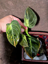 Philodendron Melanochrysum Variegated - Rare Tropical (June-25-23)